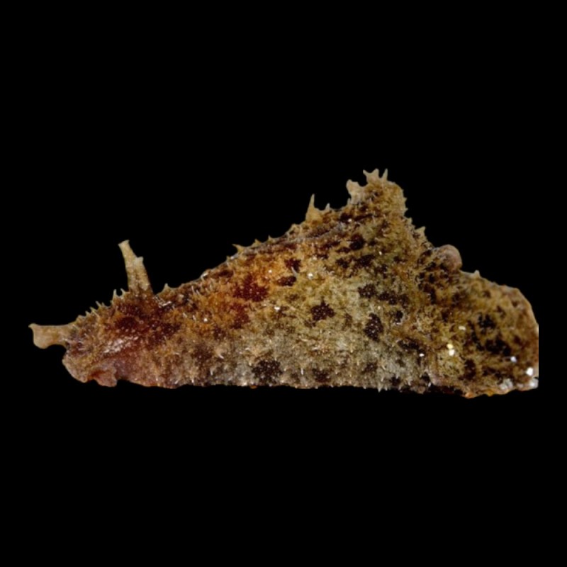 Sea Hare