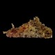 Sea Hare
