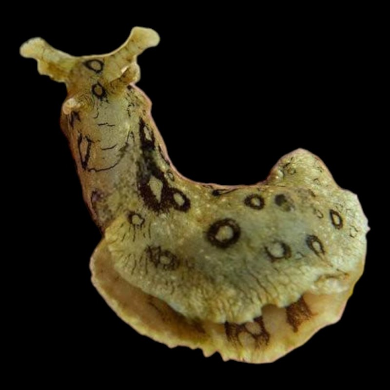 Sea Hare