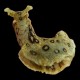 Sea Hare