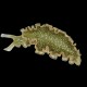 Lettuce Nudibranch Large