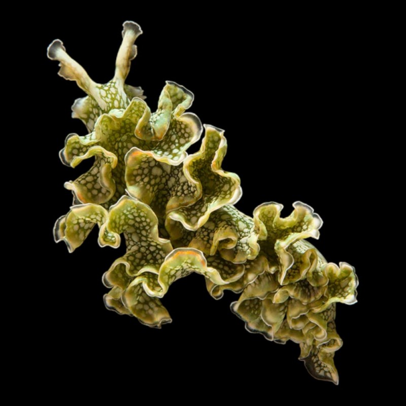 Lettuce Nudibranch Large