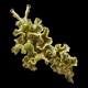 Lettuce Nudibranch Large