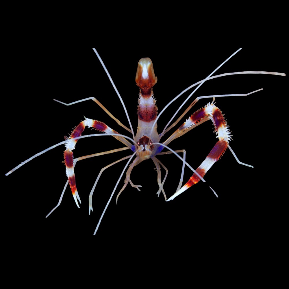 Banded Boxer Shrimp