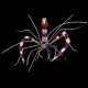 Banded Boxer Shrimp