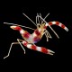 Banded Boxer Shrimp