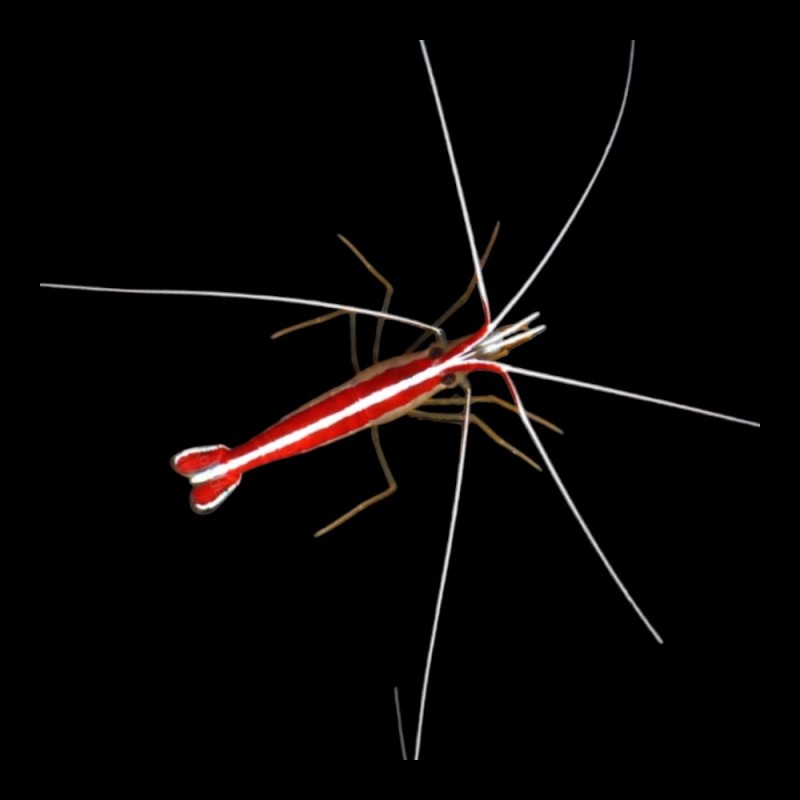 Skunk Cleaner Shrimp