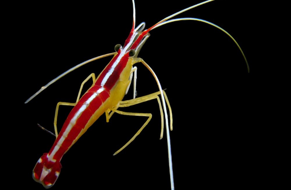 [Galway] We couldn't wait any longer to share the news! New Marine fish! Available now!