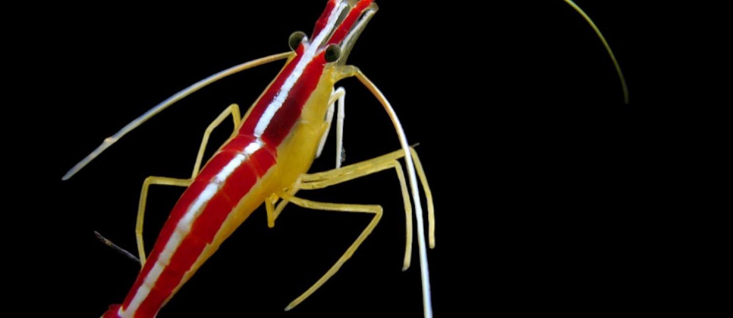 [Galway] We couldn't wait any longer to share the news! New Marine fish! Available now!