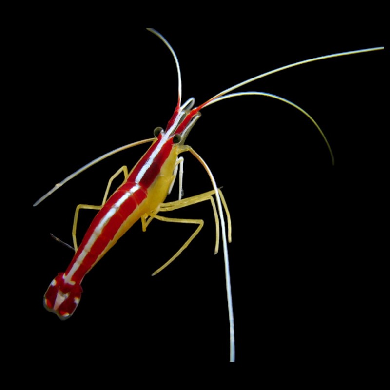 Skunk Cleaner Shrimp