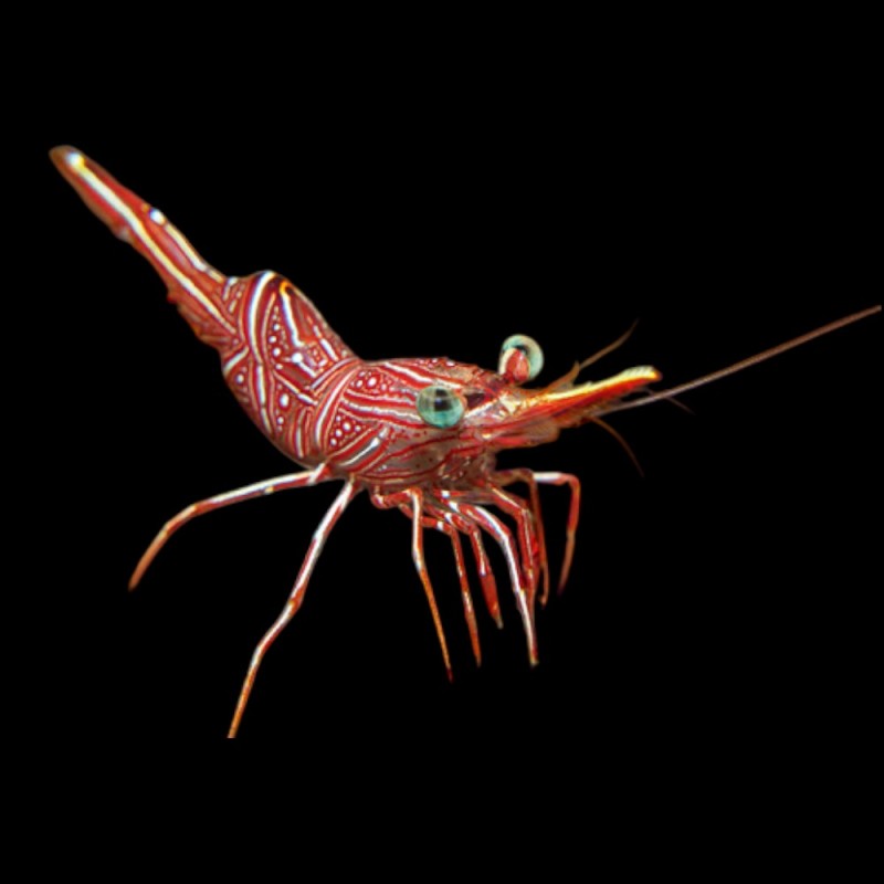 Dancing shrimp
