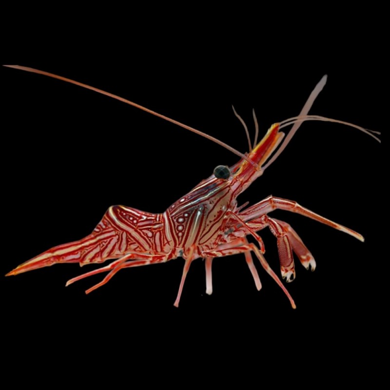 Dancing shrimp