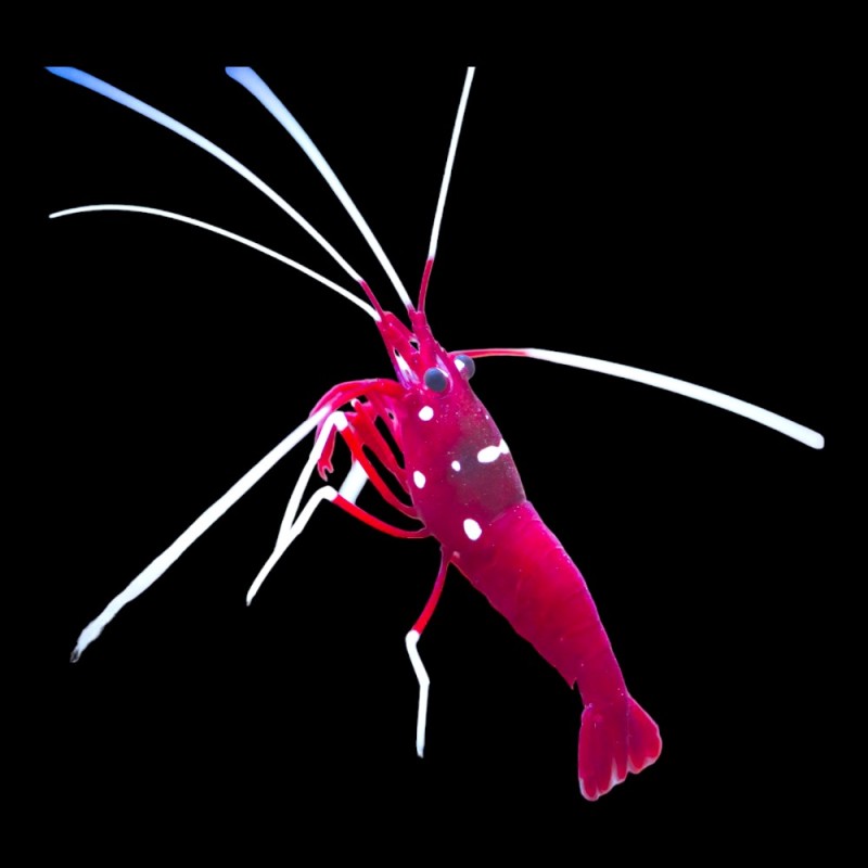 Fire Shrimp