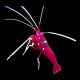 Fire Shrimp