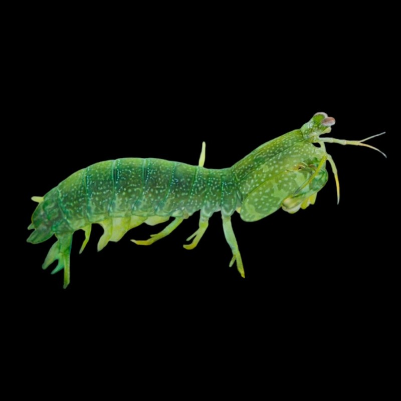 Clown Mantis Shrimp