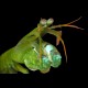 Clown Mantis Shrimp