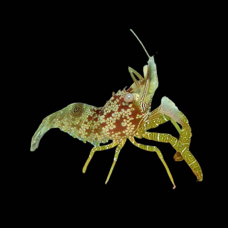 Horse Shrimp