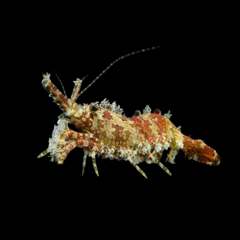 Horse Shrimp