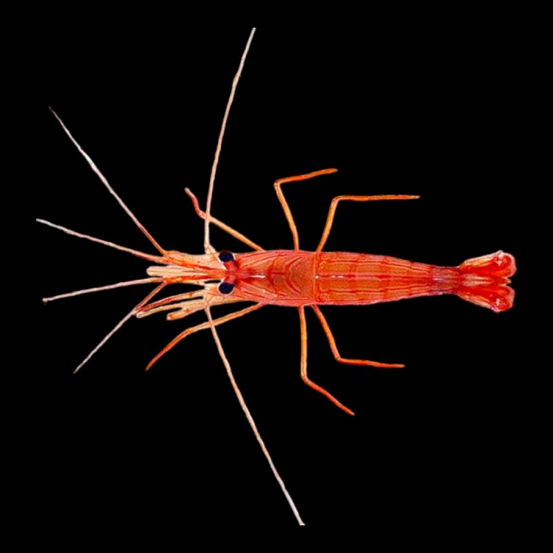 Peppermint Shrimp