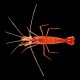 Peppermint Shrimp