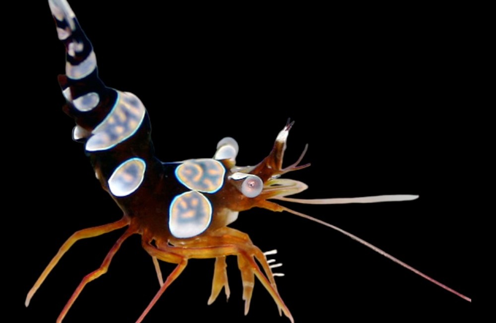  Check out the new Marine Inverts!