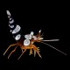 Sexy Shrimp