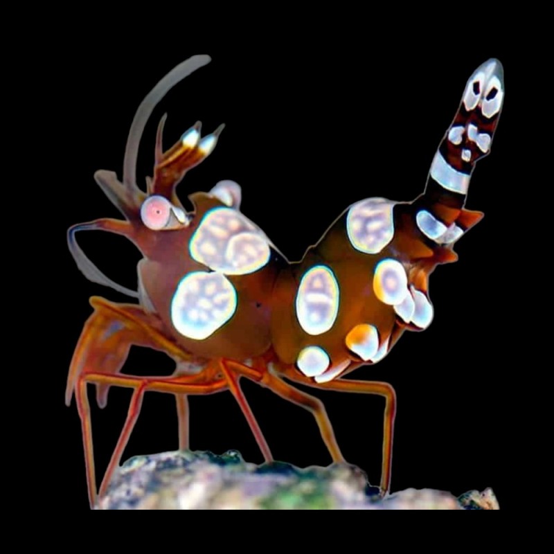 Sexy Shrimp