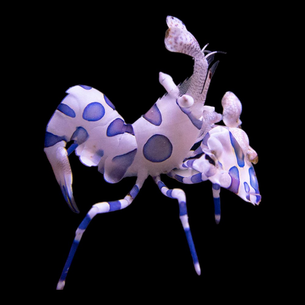 Harlequin Shrimp