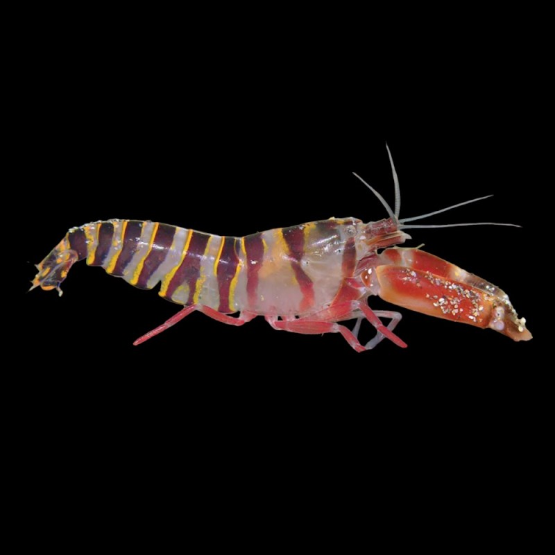 Pistol Shrimp