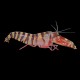 Pistol Shrimp