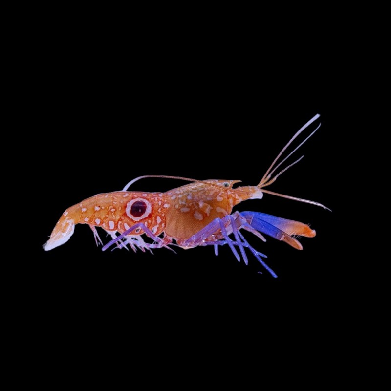 Pistol Shrimp