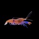 Pistol Shrimp