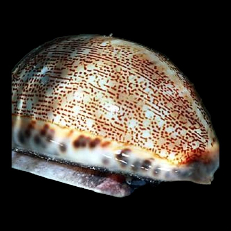 Annular-ring Cowrie Medium