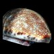 Annular-ring Cowrie Medium