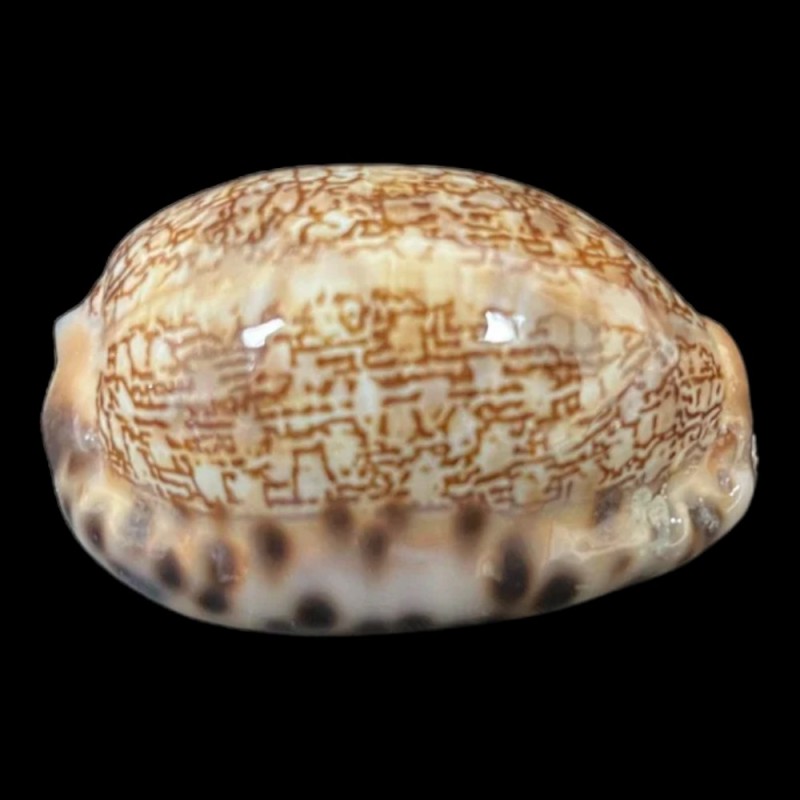 Annular-ring Cowrie Medium