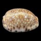 Annular-ring Cowrie Medium