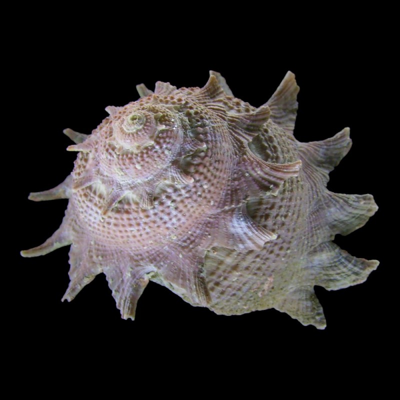 Spiny Shell Snail