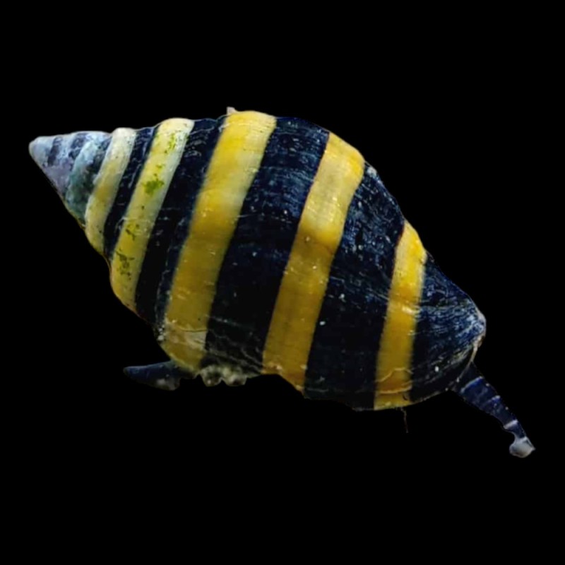 Bumbble Bee Snail