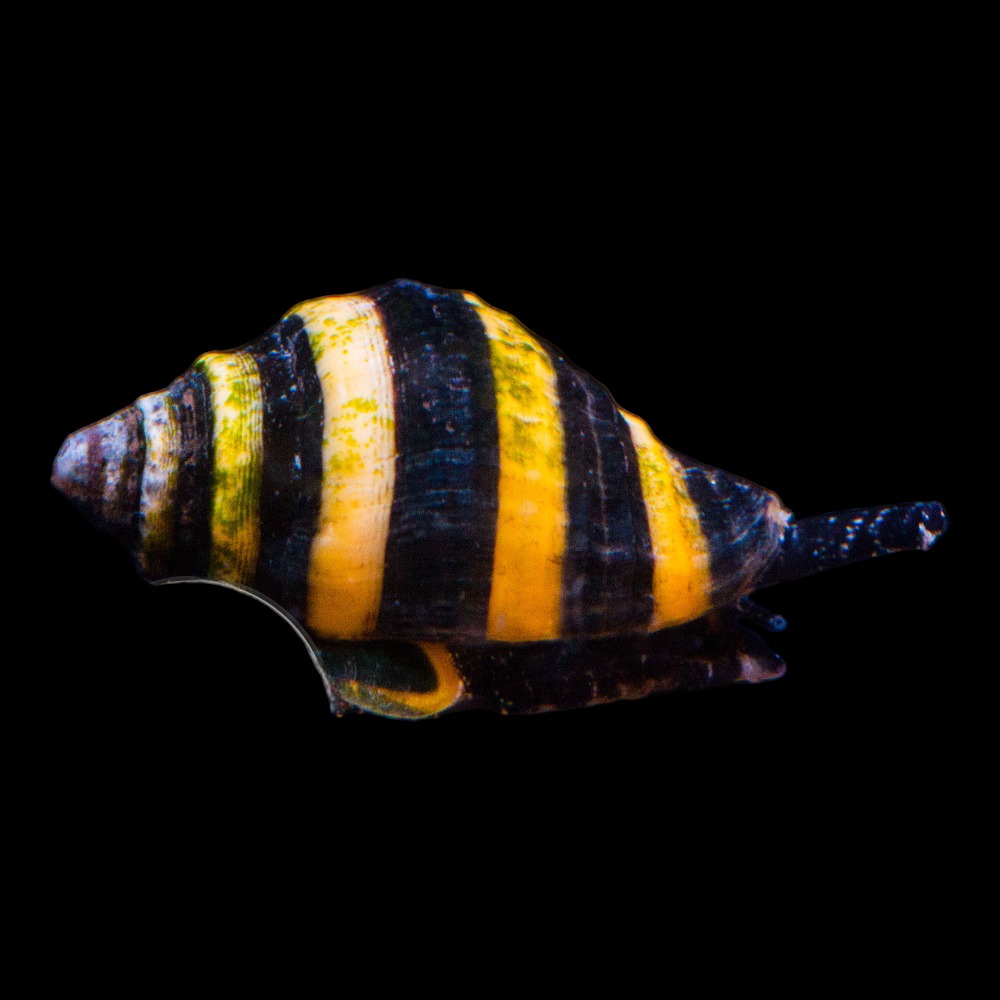 Bumbble Bee Snail