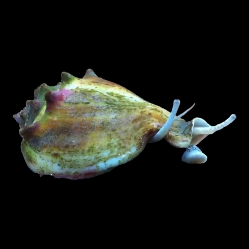 Fighting Conch