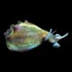 Fighting Conch