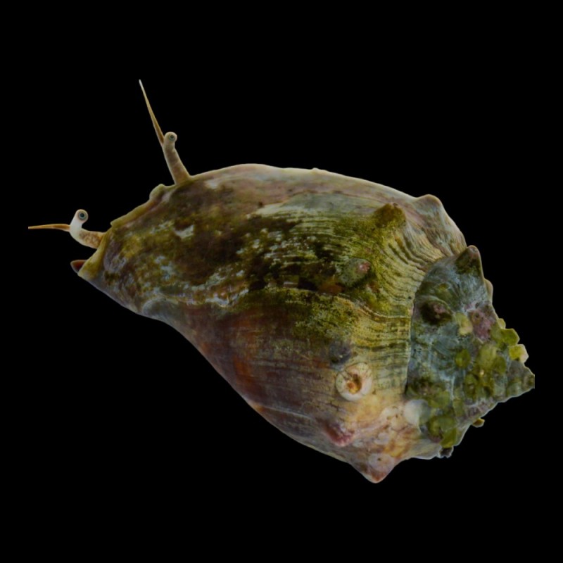 Fighting Conch