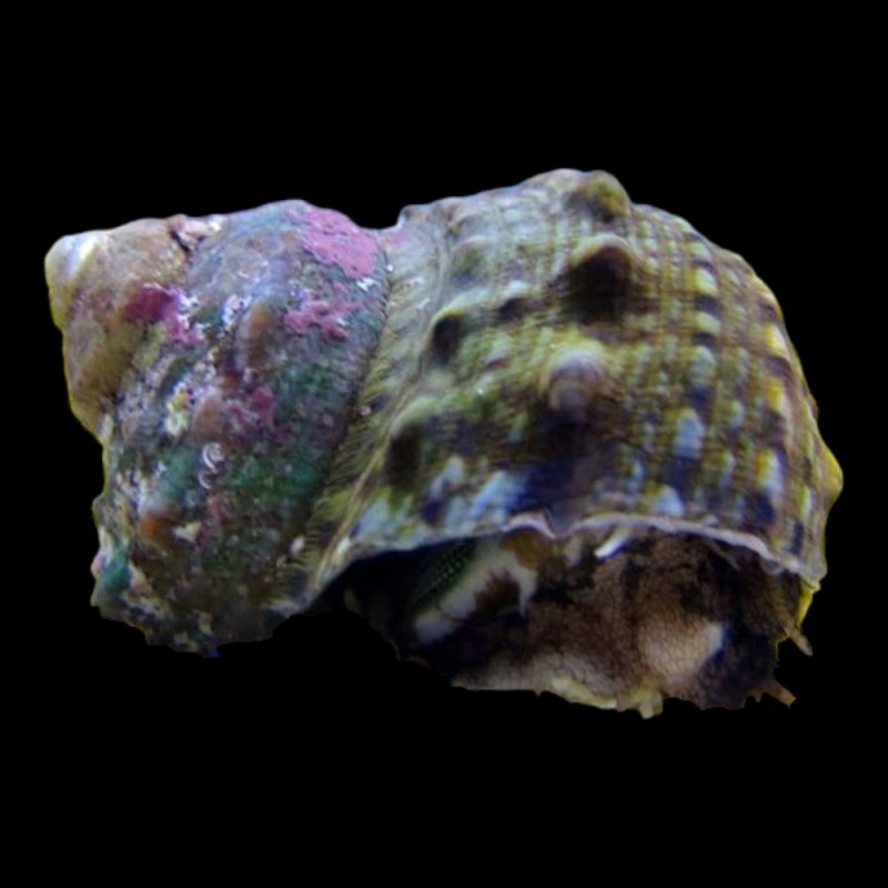 Turbo Snail