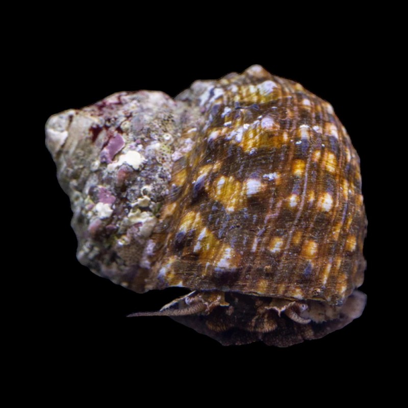 Turbo Snail