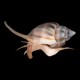 nassarius snails common