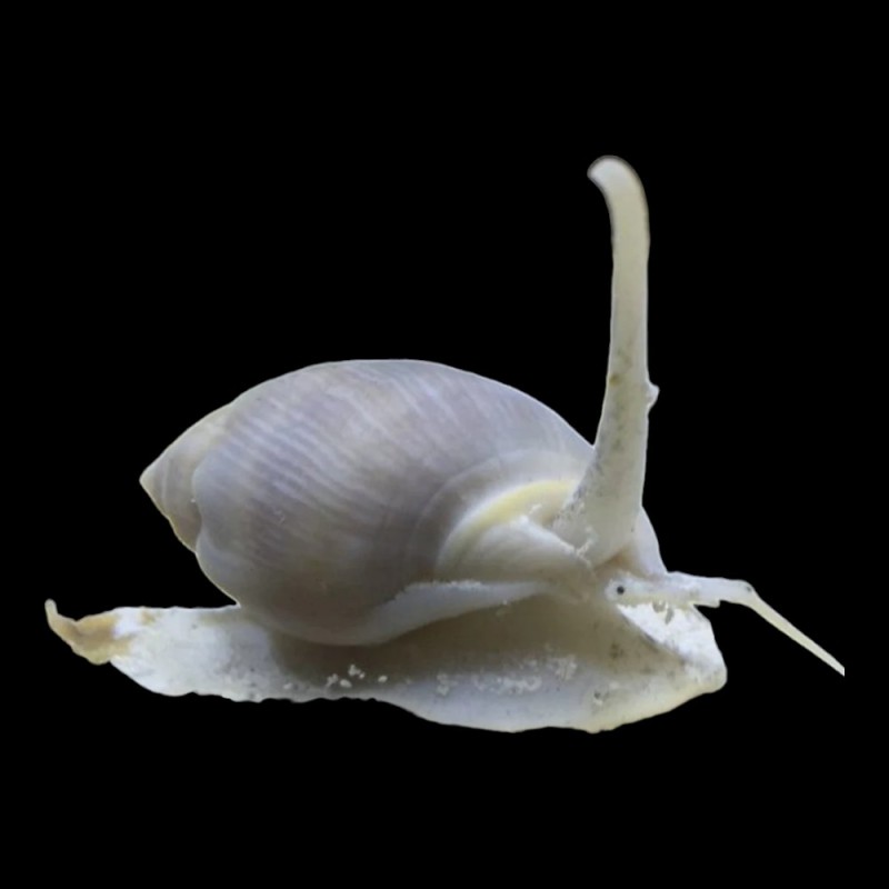 nassarius snails common
