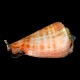 Strombus Conch