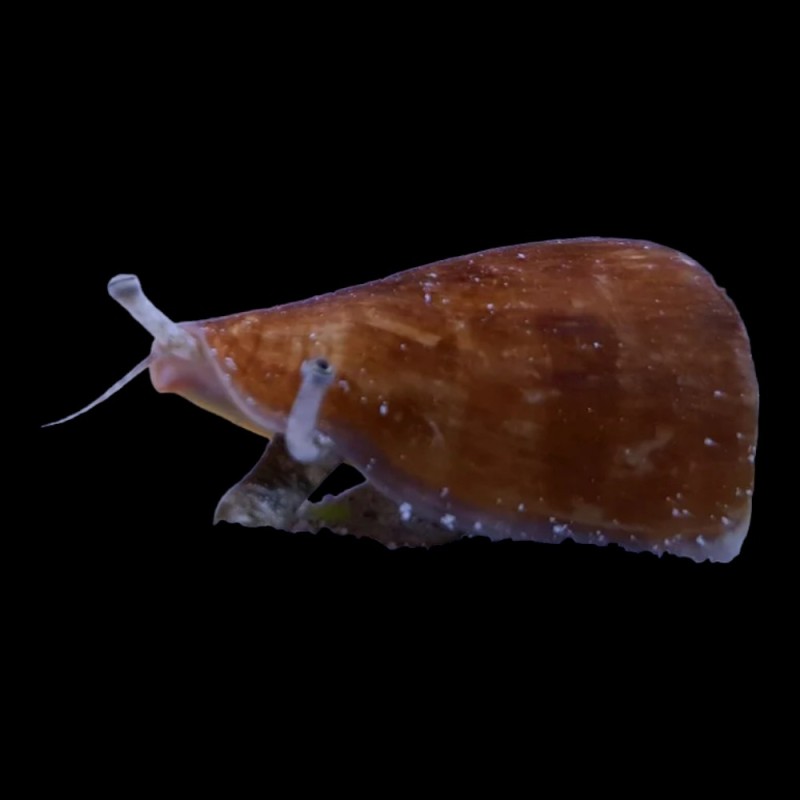 Strombus Conch