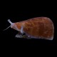 Strombus Conch