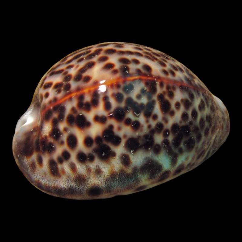 Tiger Cowrie